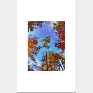 Tops of tress in an autumn setting Posters and Art